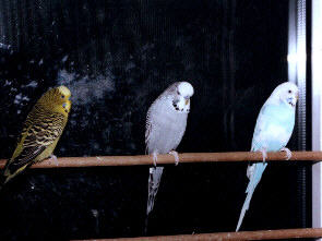 3/4 der alten Crew: Grni, Jason, Beani