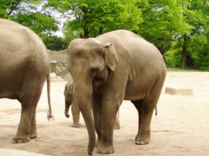Elefanten, die schönen großen Ungeheuer!