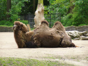 Ein Kamel beim Fell wechsel