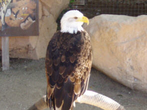 Ein Adler, der gemeinserweise den ganzen Tag festgebunden war :(