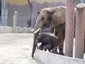 Elefantenmama mit frisch geborenem Baby