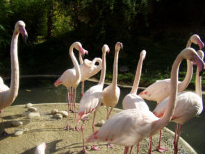 Flamingos