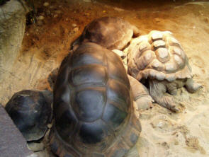 RIESEN Schildkröten