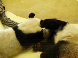 kuschelnde Pandas