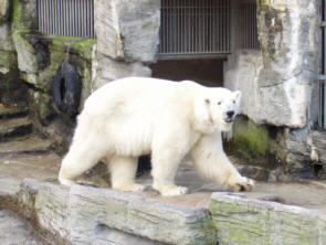 Ich mchte ein Eisbr sein, am kalten Polar...