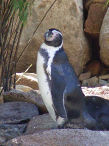 Der Pinguin, leider kein sehr groes Becken fr die sen Dinger!