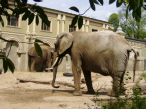 Elefanten, die bald in ein riesiges Gehege "verlegt" werden!